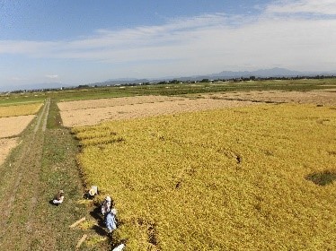 田んぼアート