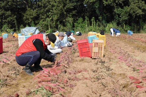 農福連携活動の様子