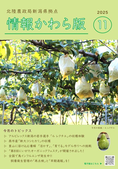 情報かわら版（令和7年11月号）