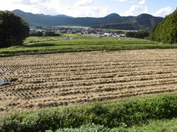 能登野棚田から見下ろした若狭町の街並み