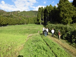 自然豊かな能登野棚田の風景