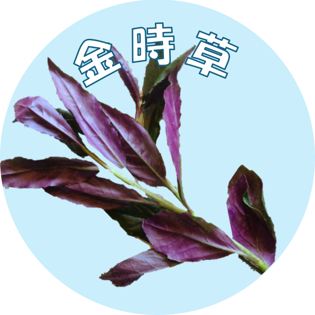 金時草の画像
