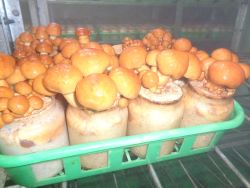 木滑地区で生産される木滑なめこの特大サイズ「でけえなめこ」