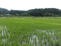 川尻地区ほ場の様子