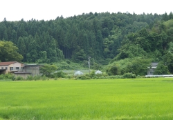 比良集落のほ場の様子