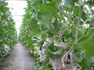 メロン栽培の様子