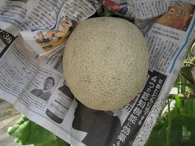 収穫間近のアールスメロン