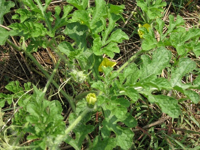 ライ麦を敷き藁にして栽培