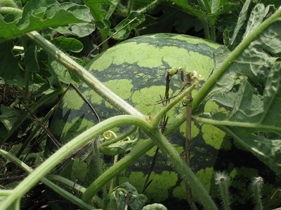 大きく生育し出荷を待つ「能登すいか」