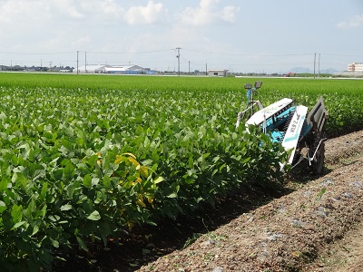 えだまめの収穫