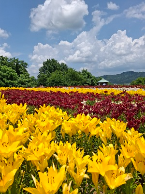 色鮮やかなユリ