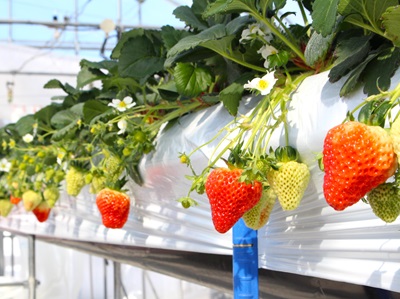 Ripi farmで栽培している越後姫