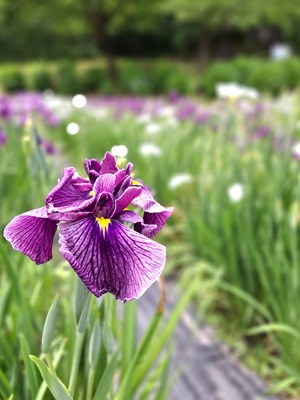 花菖蒲(紫色)
