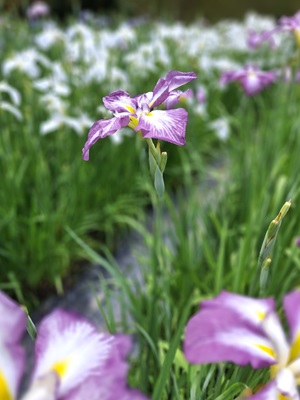 花菖蒲(紫色)