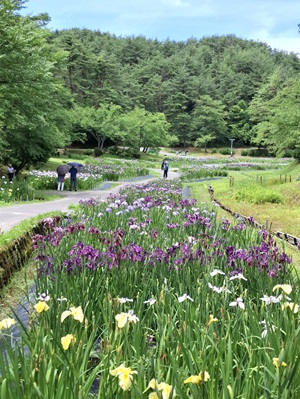 花菖蒲（紫色、黄色等）