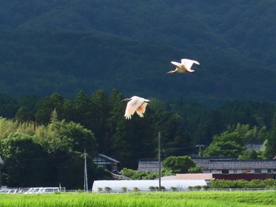 朱鷺