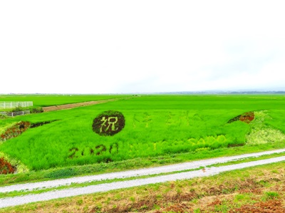 田んぼアート