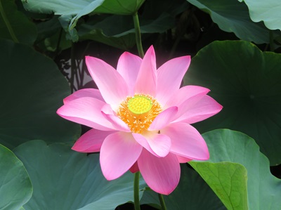 蓮の花