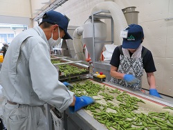 荷受された枝豆の選別