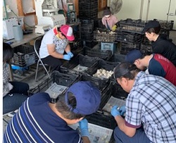 にんにくの調製作業の様子