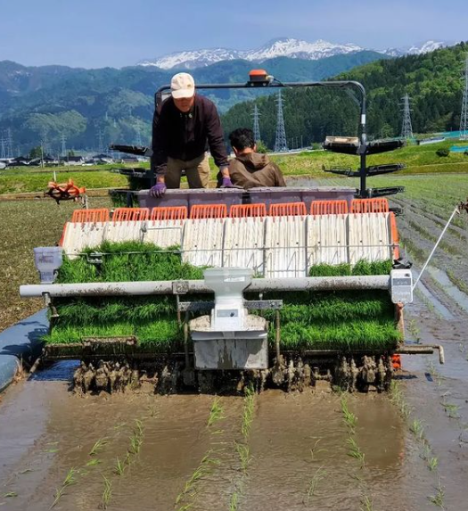 田植え機での田植えの様子