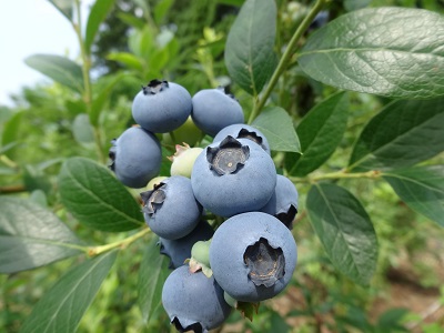 農園で栽培されたブルーベリー