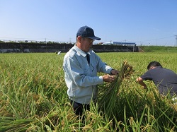 刈取りの様子
