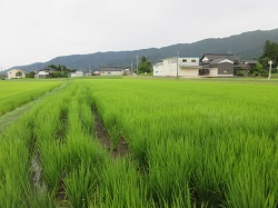 ほ場(山田錦)の様子