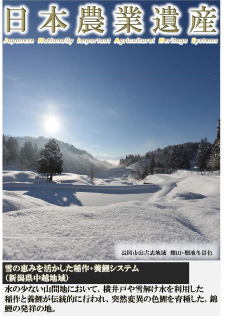 雪の恵みを活かした稲作・養鯉システム
