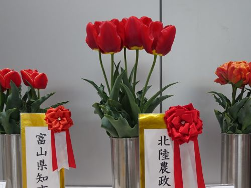 第55回富山県チューリップ切花品評会 北陸農政局長賞受賞「とやまレッド」(中央)