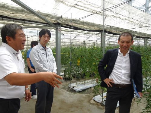 トマト栽培の園芸施設