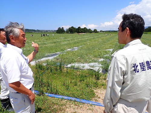 冠水したスイカ畑の被災状況確認(かほく市)