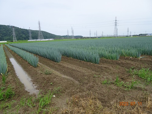 水田での白ねぎ栽培の様子