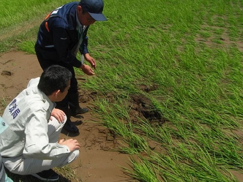 水稲の被災状況確認(富山県立山町)