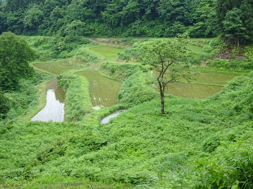蒲生の棚田(新潟県十日町市蒲生)