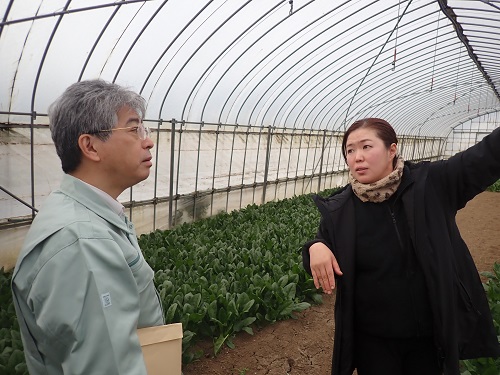 ほうれん草の施設栽培（笠間農園さん）