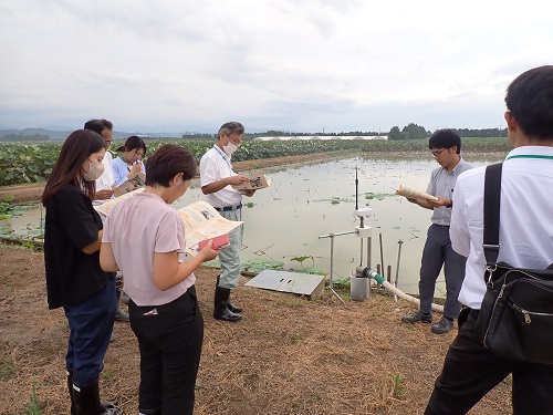 加賀レンコンのグリーン栽培実証圃場
