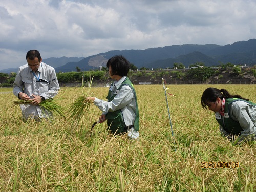 刈り取りの様子(写真中央:河合局次長)
