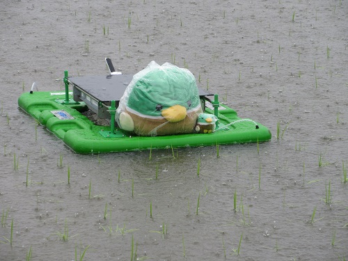 どじょう米の栽培を行っている水田で稼働するアイガモロボット