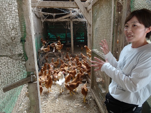 平飼養鶏の様子