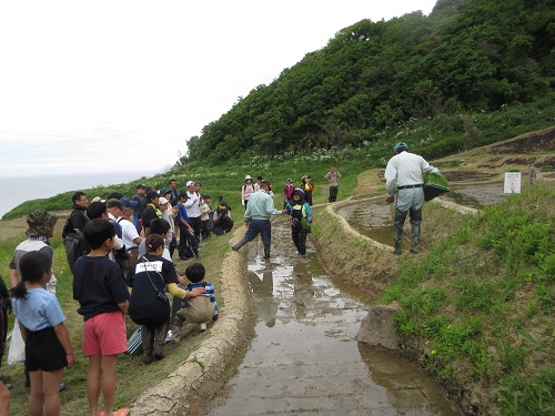 田植え作業の様子