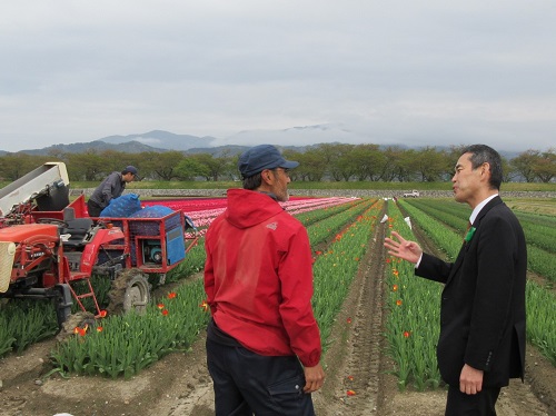 チューリップの球根ほ場にて花の摘み取りの説明を受ける川合局長(右)