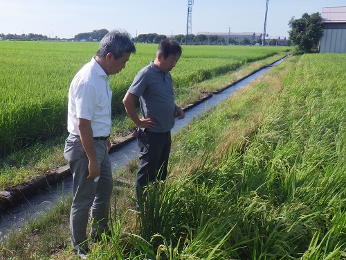 田植え同時施肥技術の実証ほ場の生育状況を確認する郡局次長（写真左）