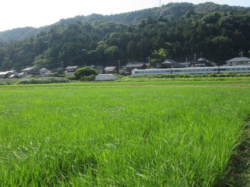 自然栽培米のほ場