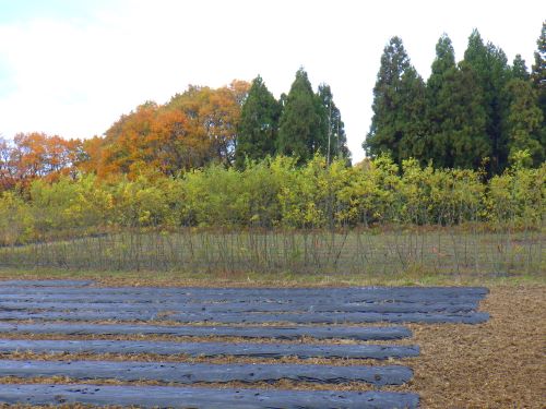 耕作放棄地に植栽された早生樹（ヤナギ）