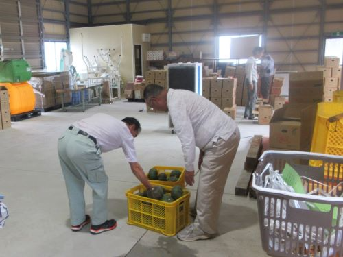 かぼちゃの検査場の視察（珠洲市）