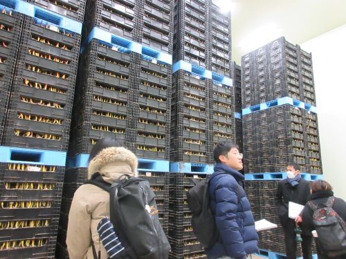 球根の冷蔵庫内を見学する様子