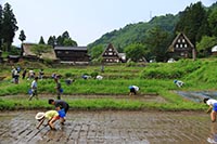「みんなで農作業の日」in五箇山