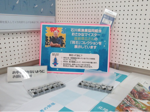 耳石コレクション（高岩氏提供）