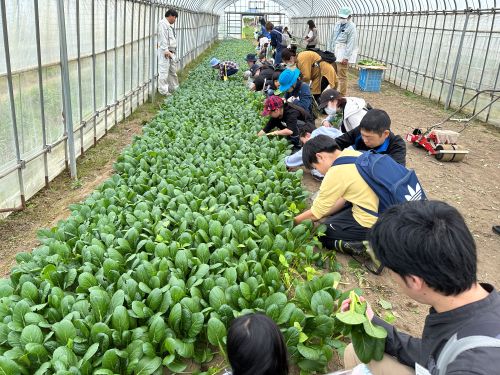 ほうれん草の収穫体験